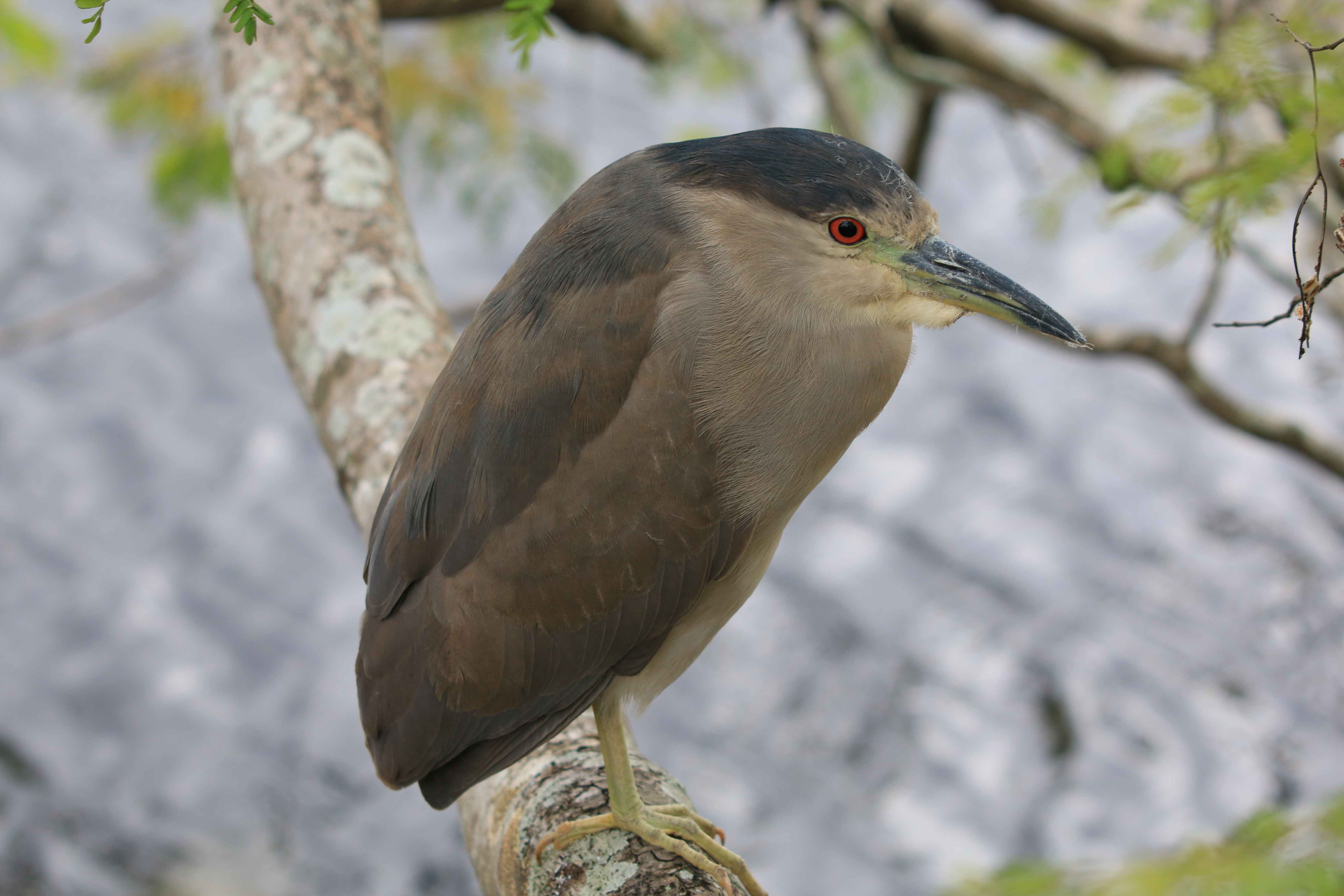 Black-Colored Night Heron